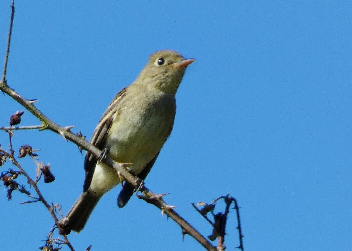 Western Flycatcher (Pacific-slope) - ML644385875