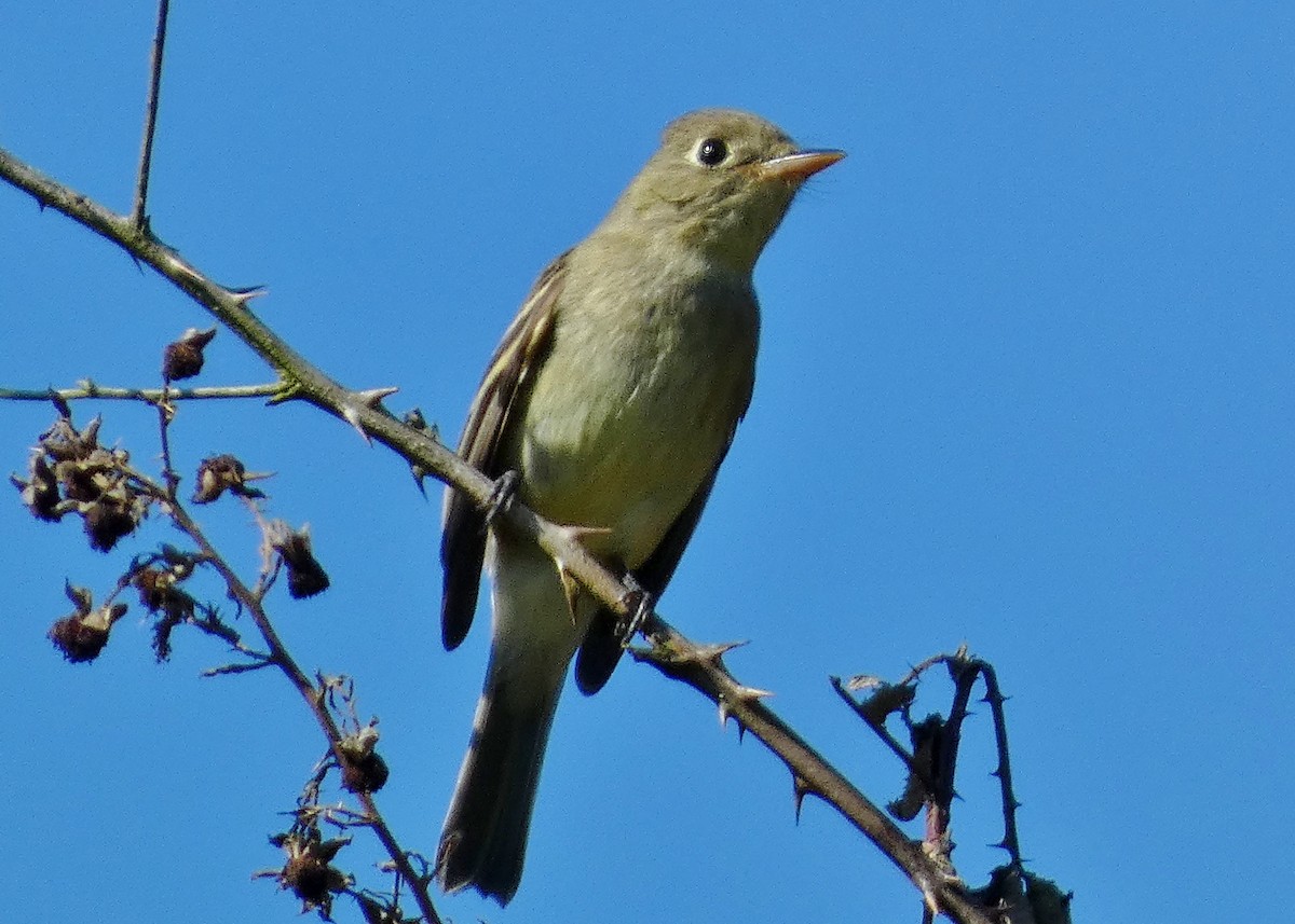 Western Flycatcher (Pacific-slope) - ML644385876