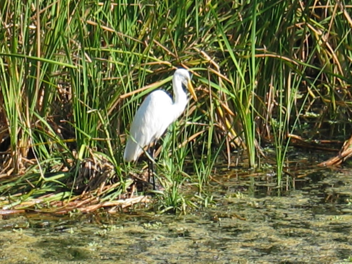 Great Egret - ML644385878