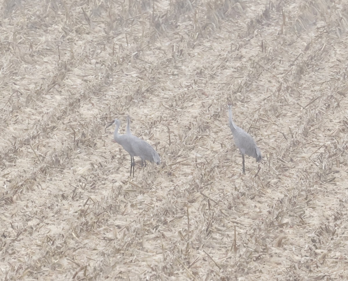 Sandhill Crane - ML644385880