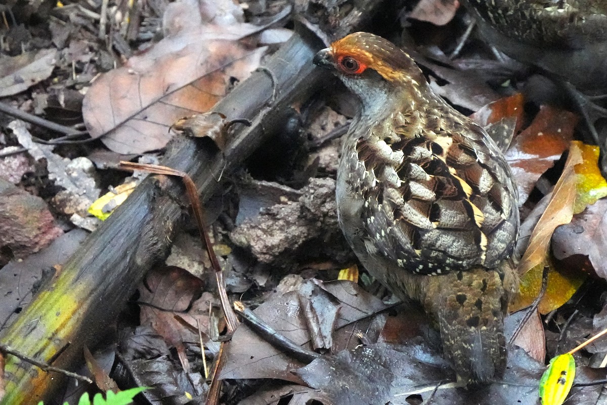 Spot-winged Wood-Quail - ML644385892