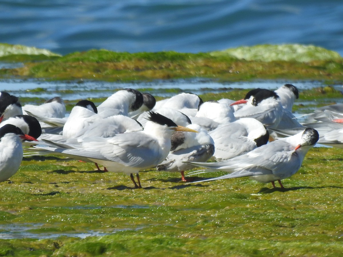 rybák severní - ML644385894