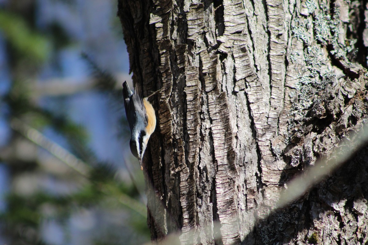 Red-breasted Nuthatch - ML644385896