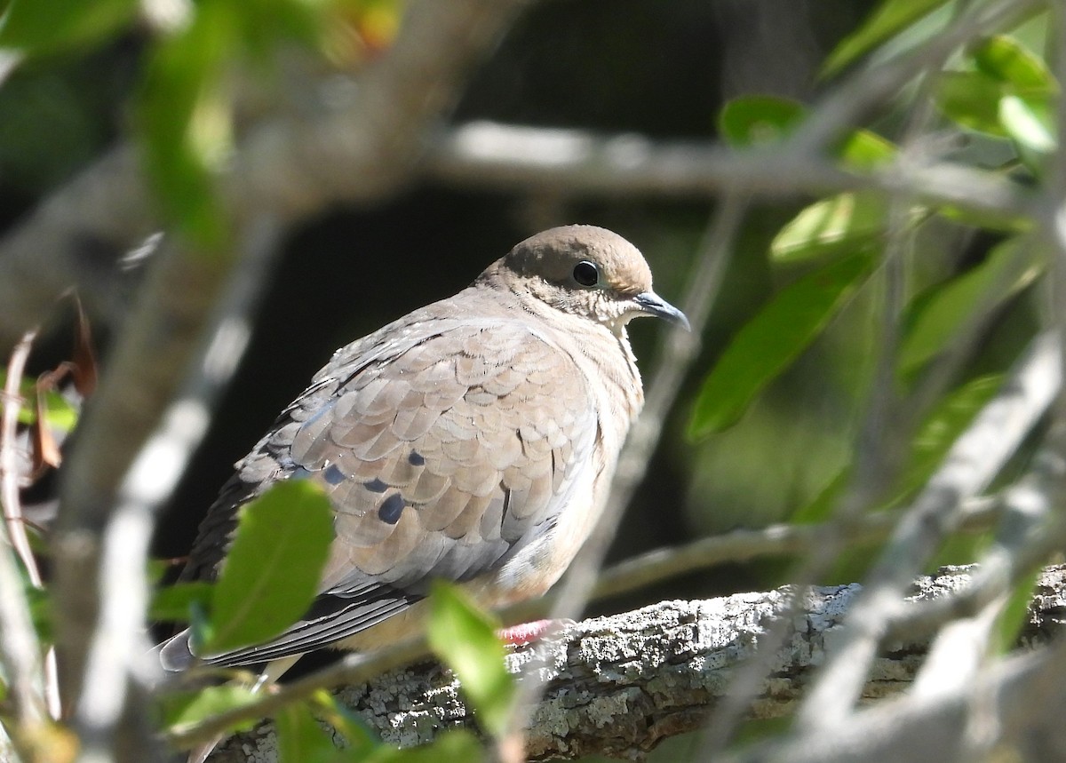 Zenaida Huilota - ML644385901