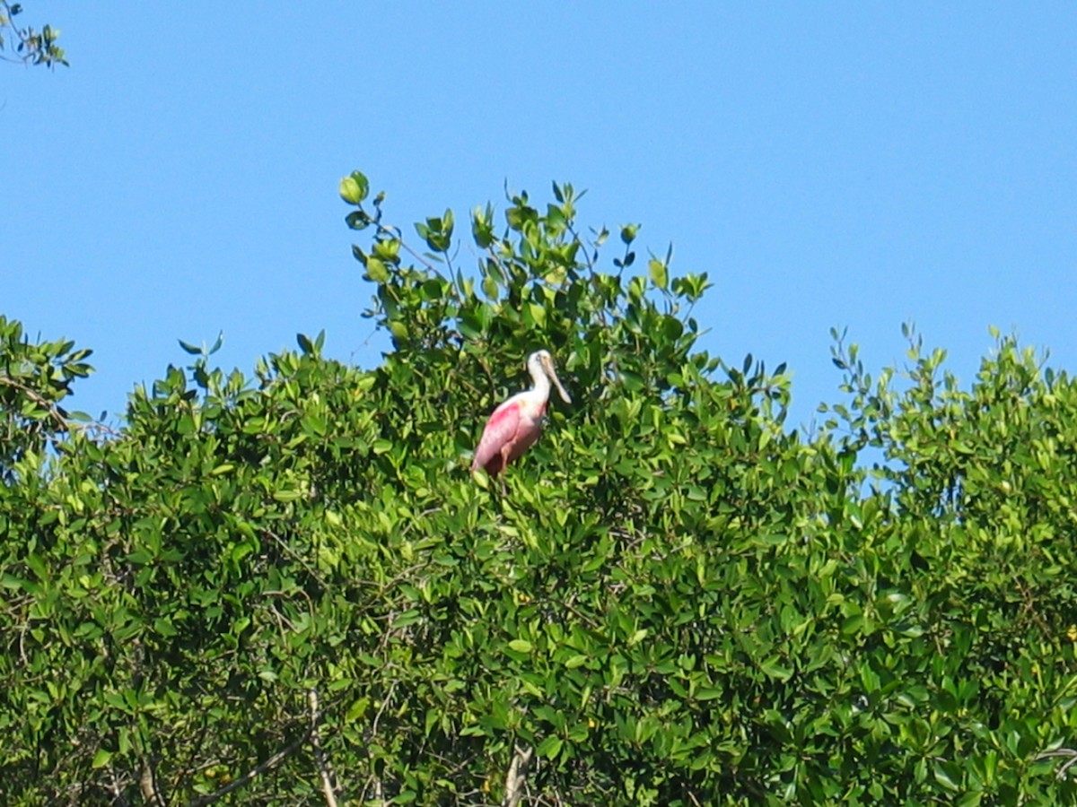 Roseate Spoonbill - ML644385903