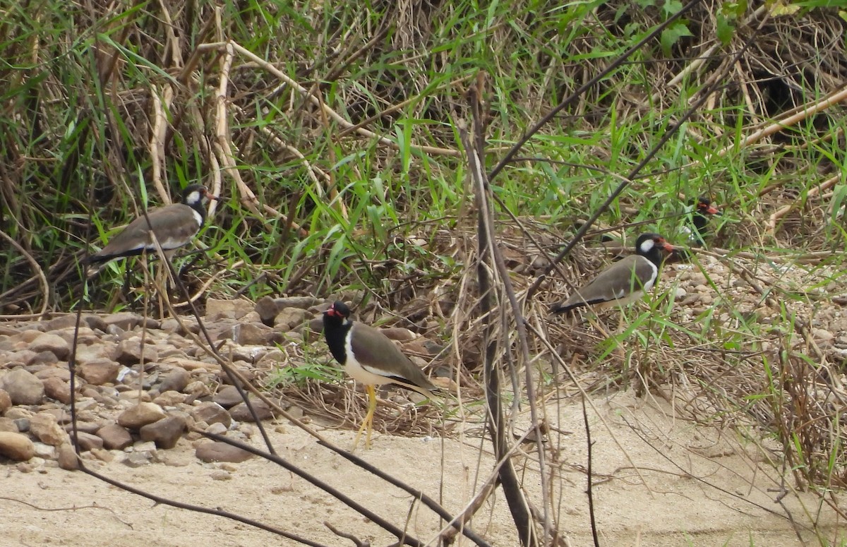 čejka černoprsá - ML644385915