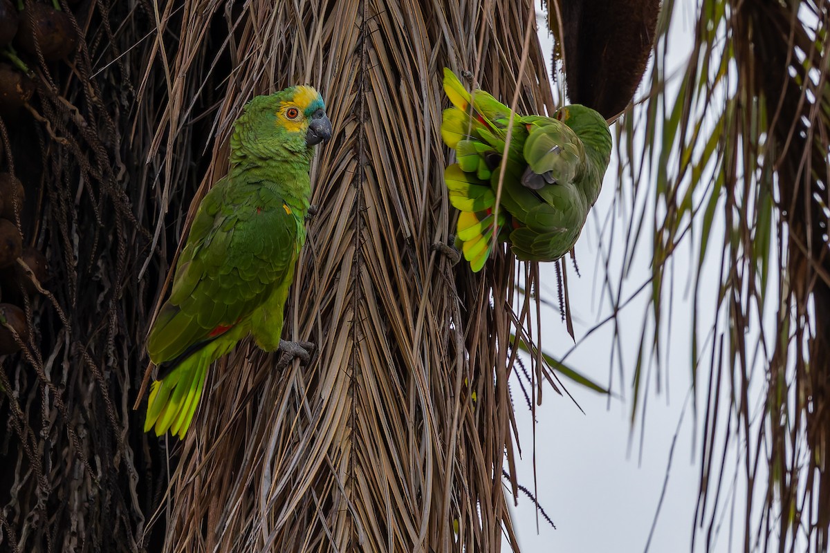 Mavi Alınlı Amazon - ML644385916