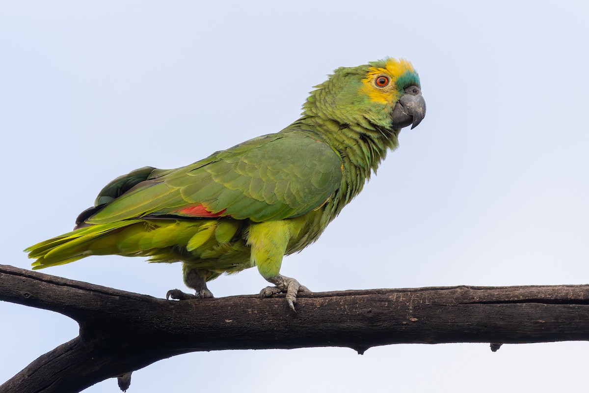 Mavi Alınlı Amazon - ML644385917