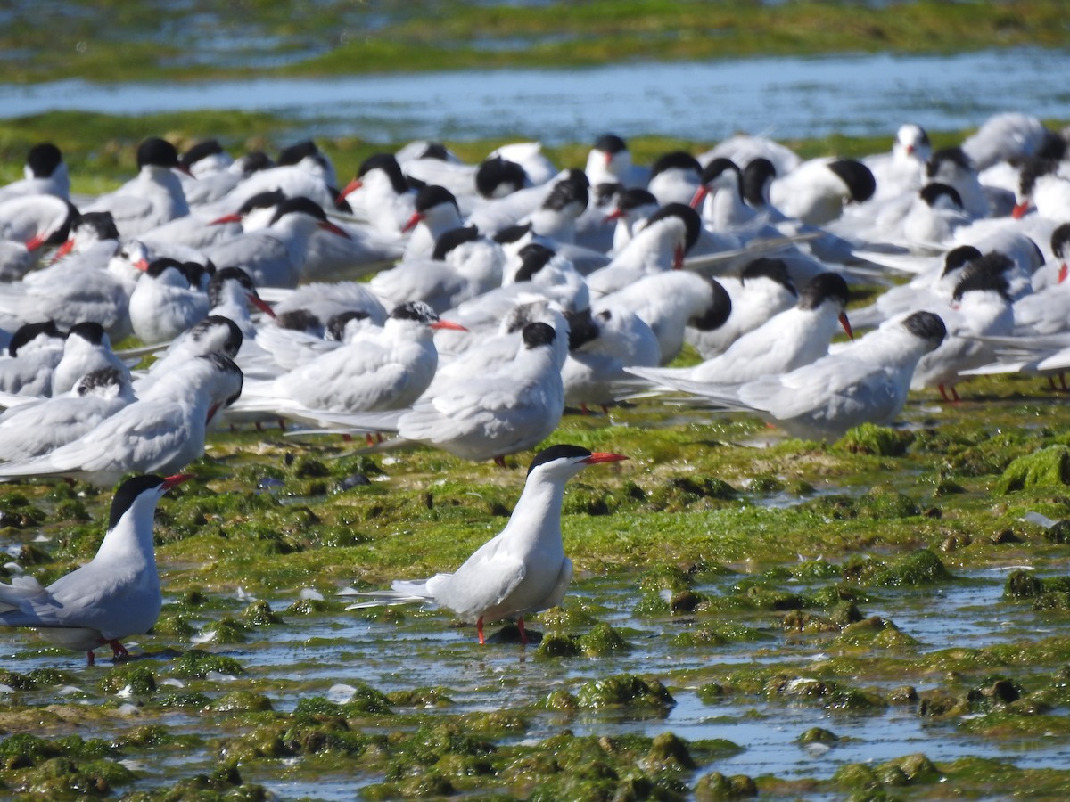 South American Tern - ML644385934