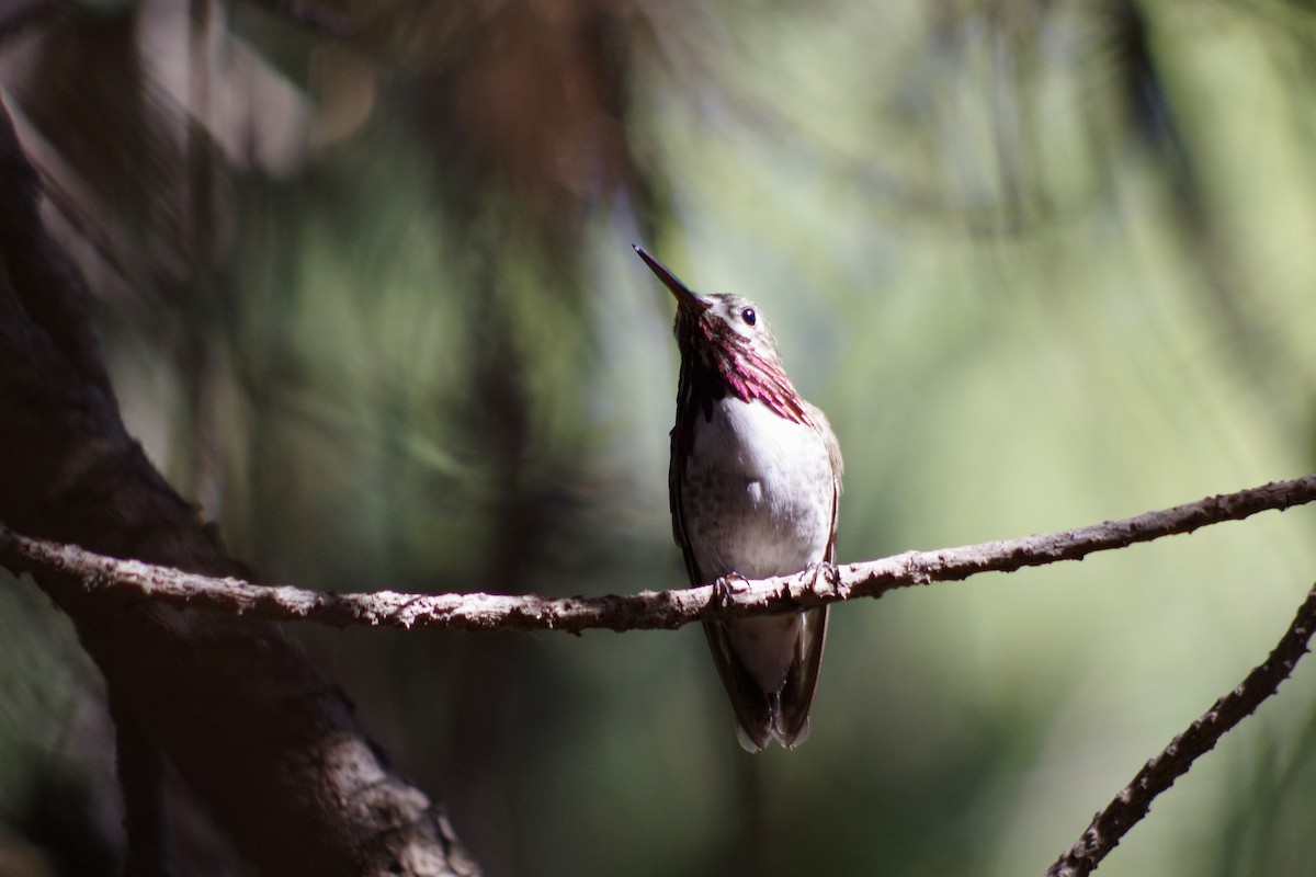 Calliope Hummingbird - ML644385958
