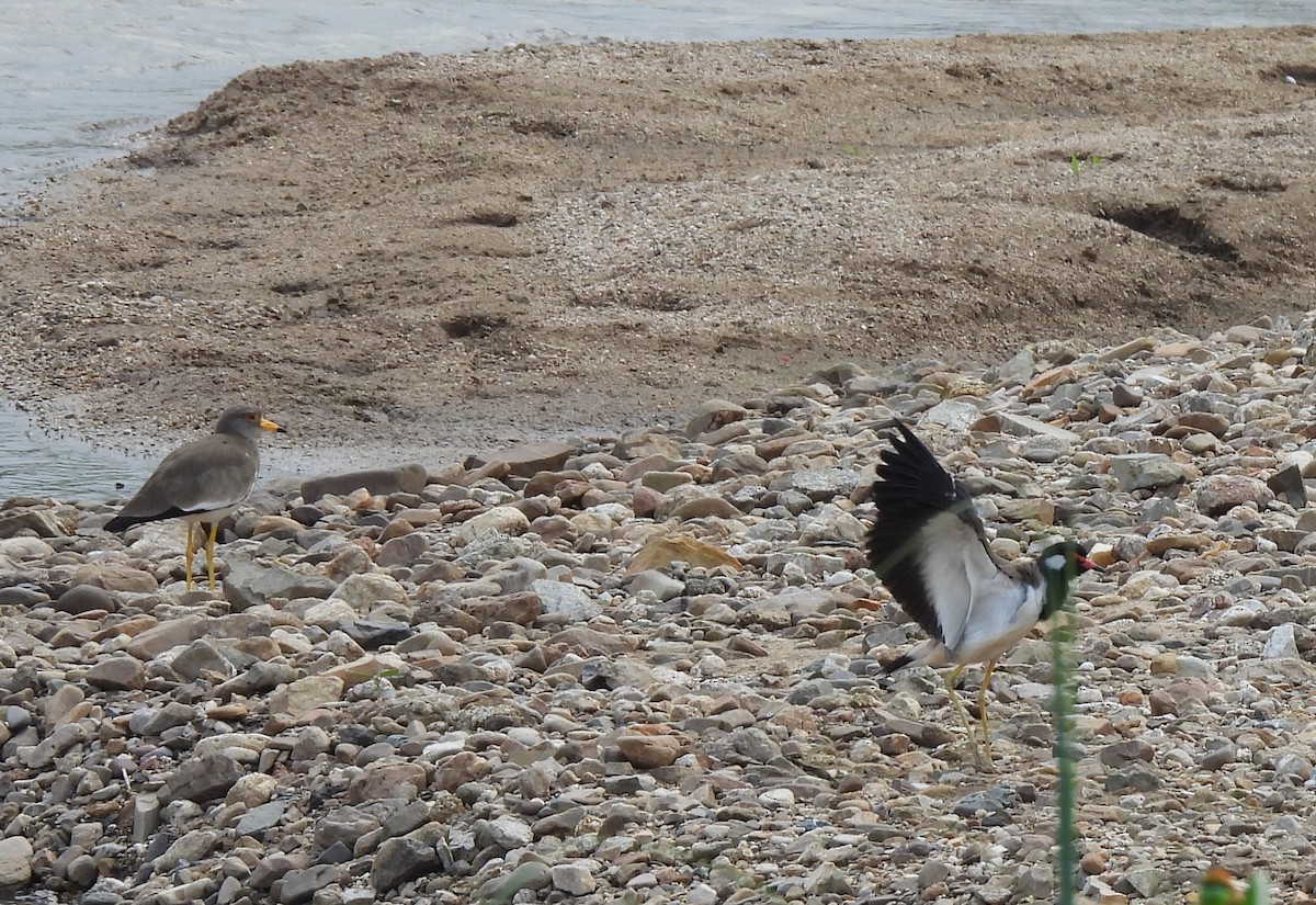 čejka černoprsá - ML644385961