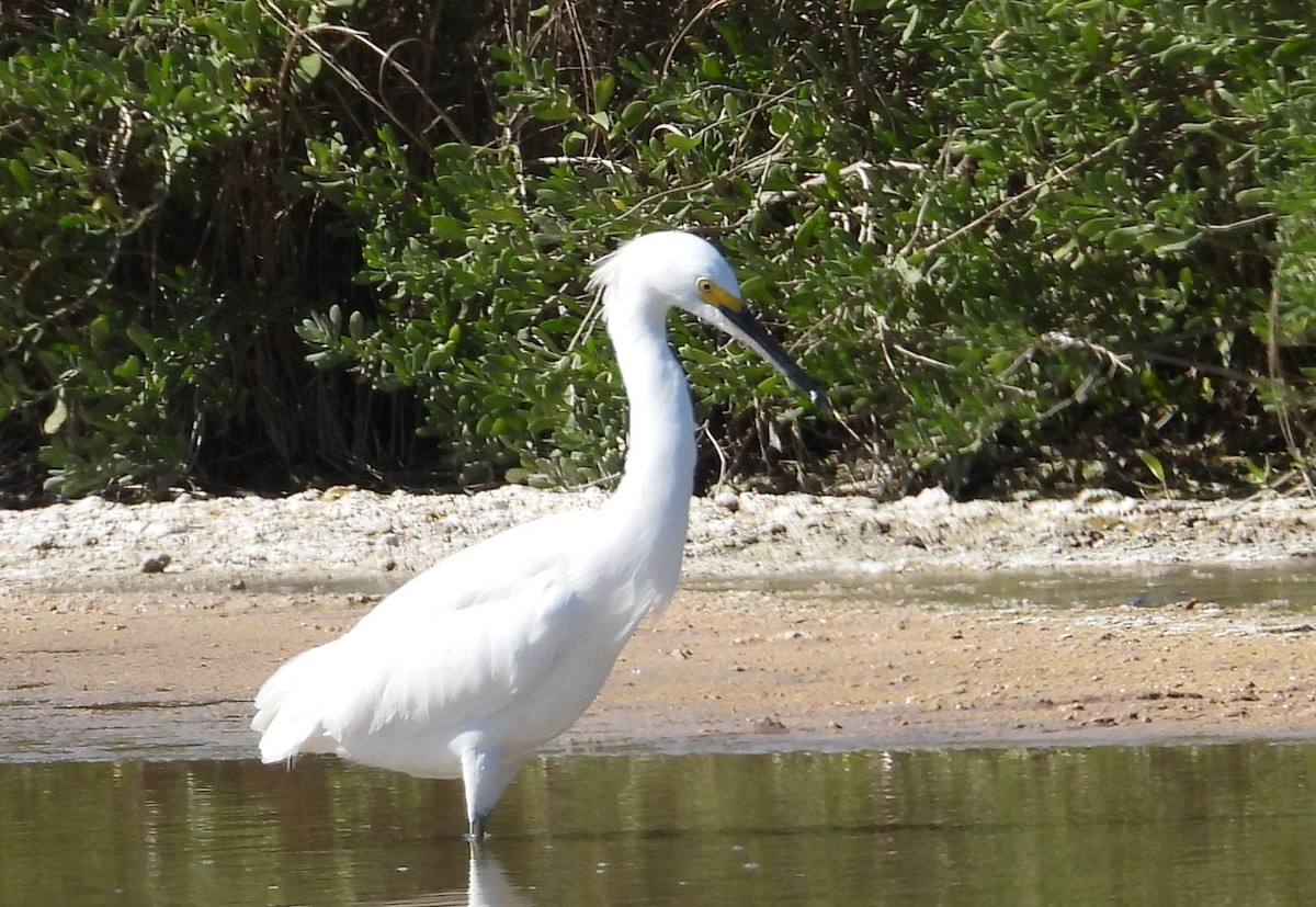 ユキコサギ - ML644385963