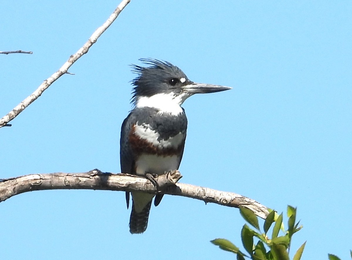 アメリカヤマセミ - ML644386001