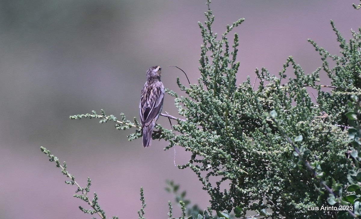 passerine sp. - ML644386009