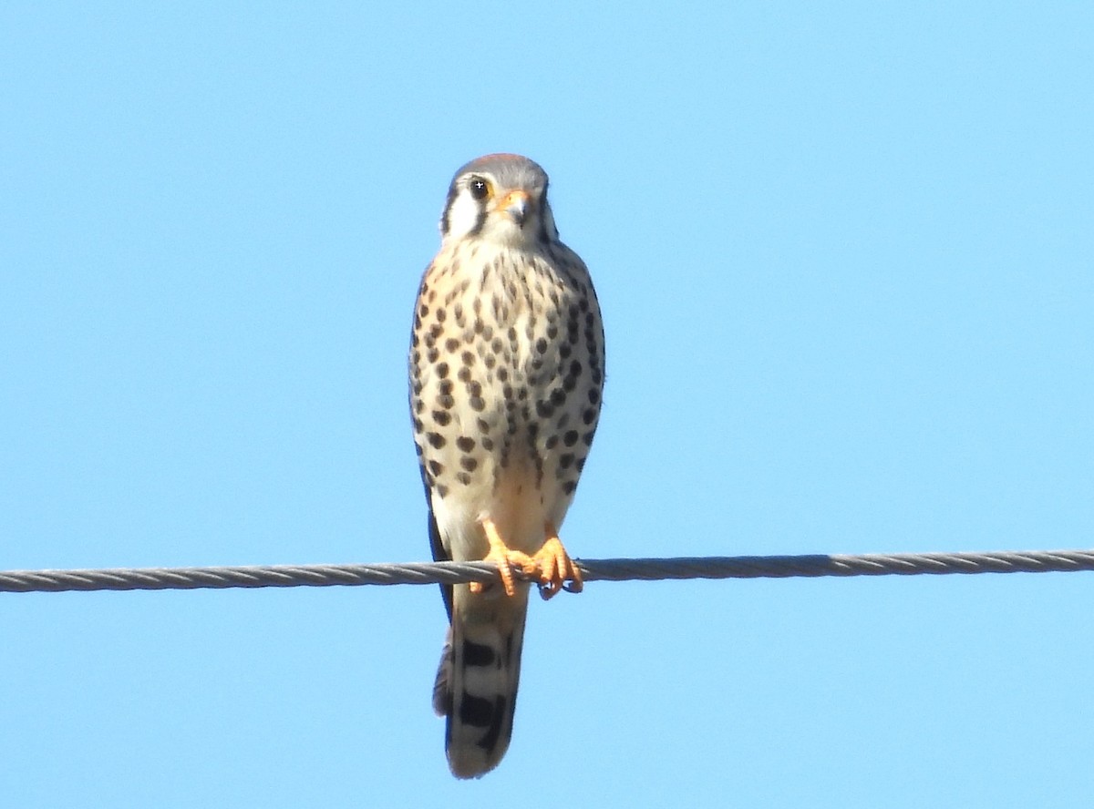 アメリカチョウゲンボウ - ML644386011