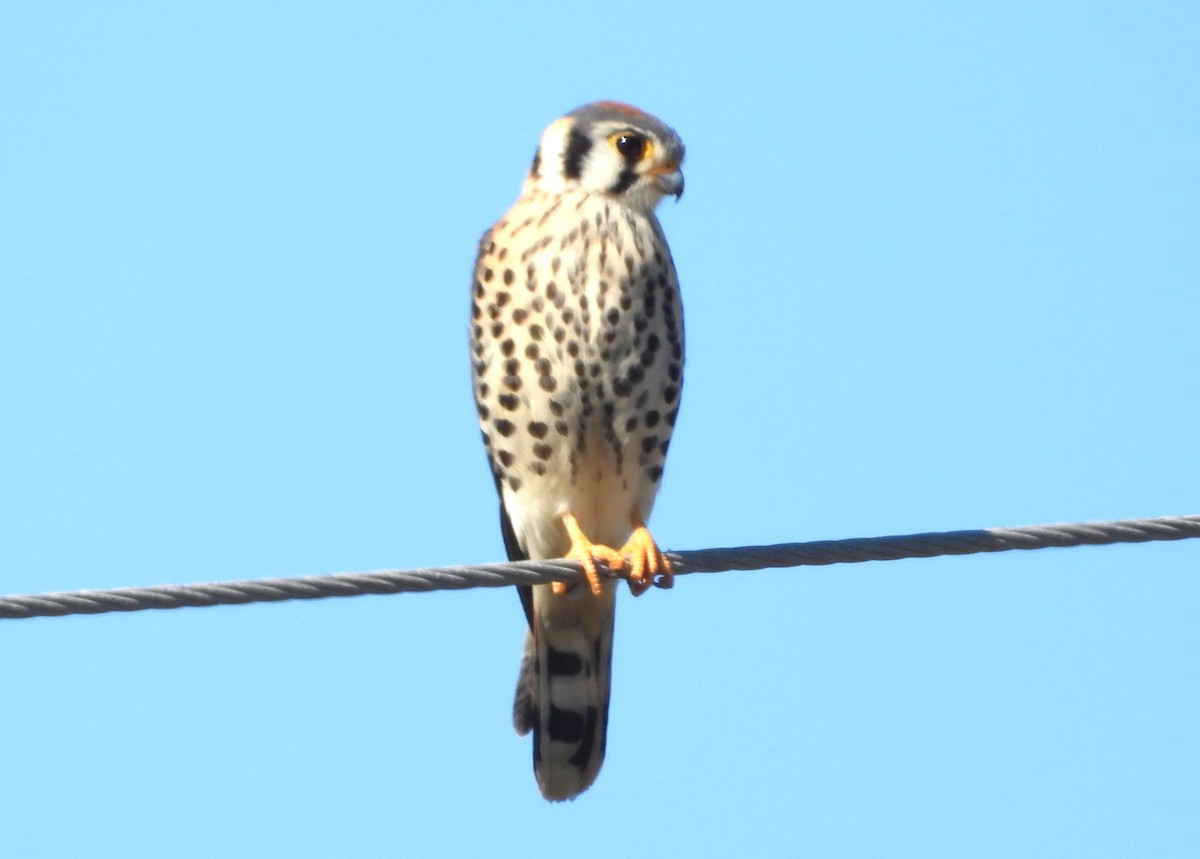 アメリカチョウゲンボウ - ML644386012