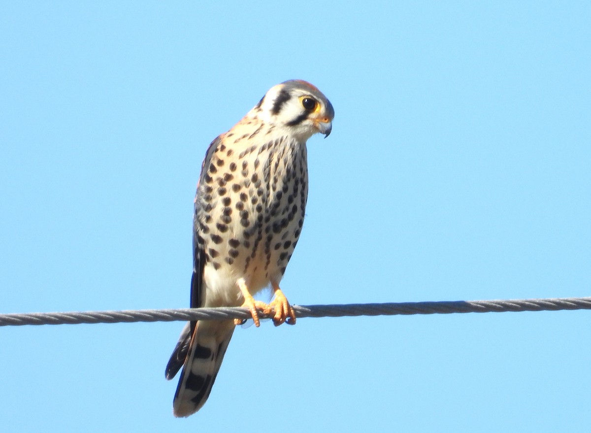 アメリカチョウゲンボウ - ML644386013