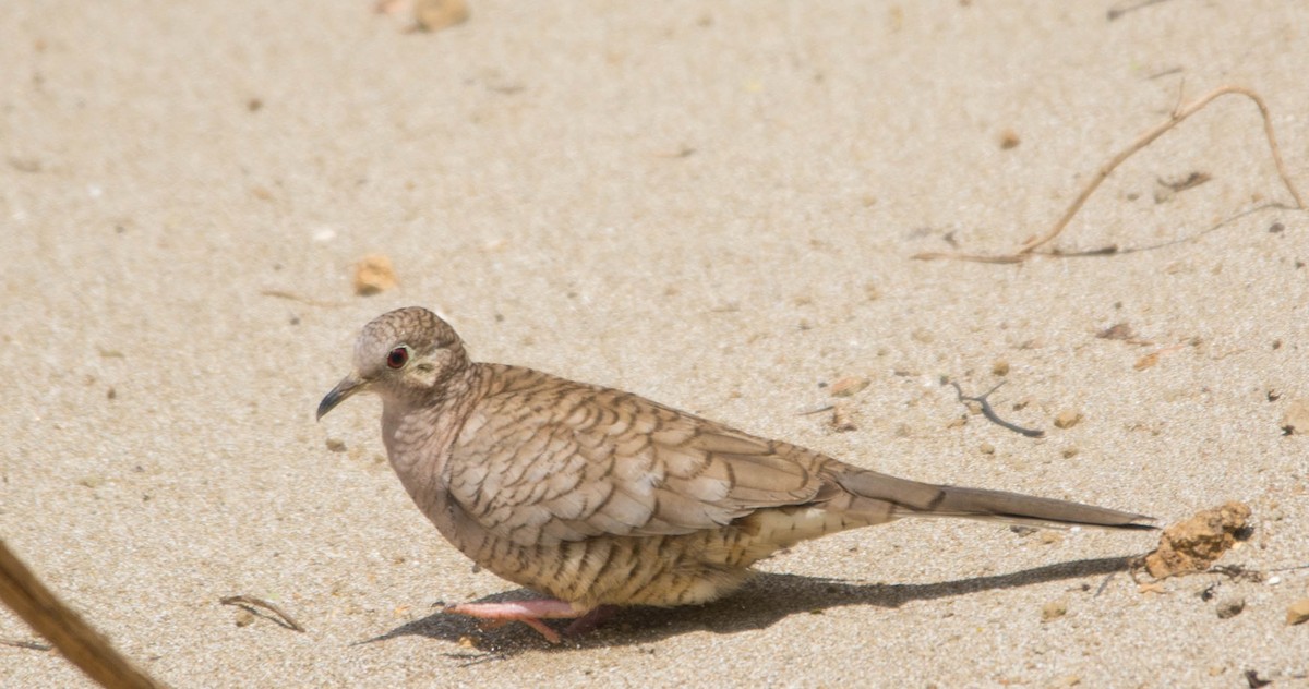 Colombe inca - ML644386015