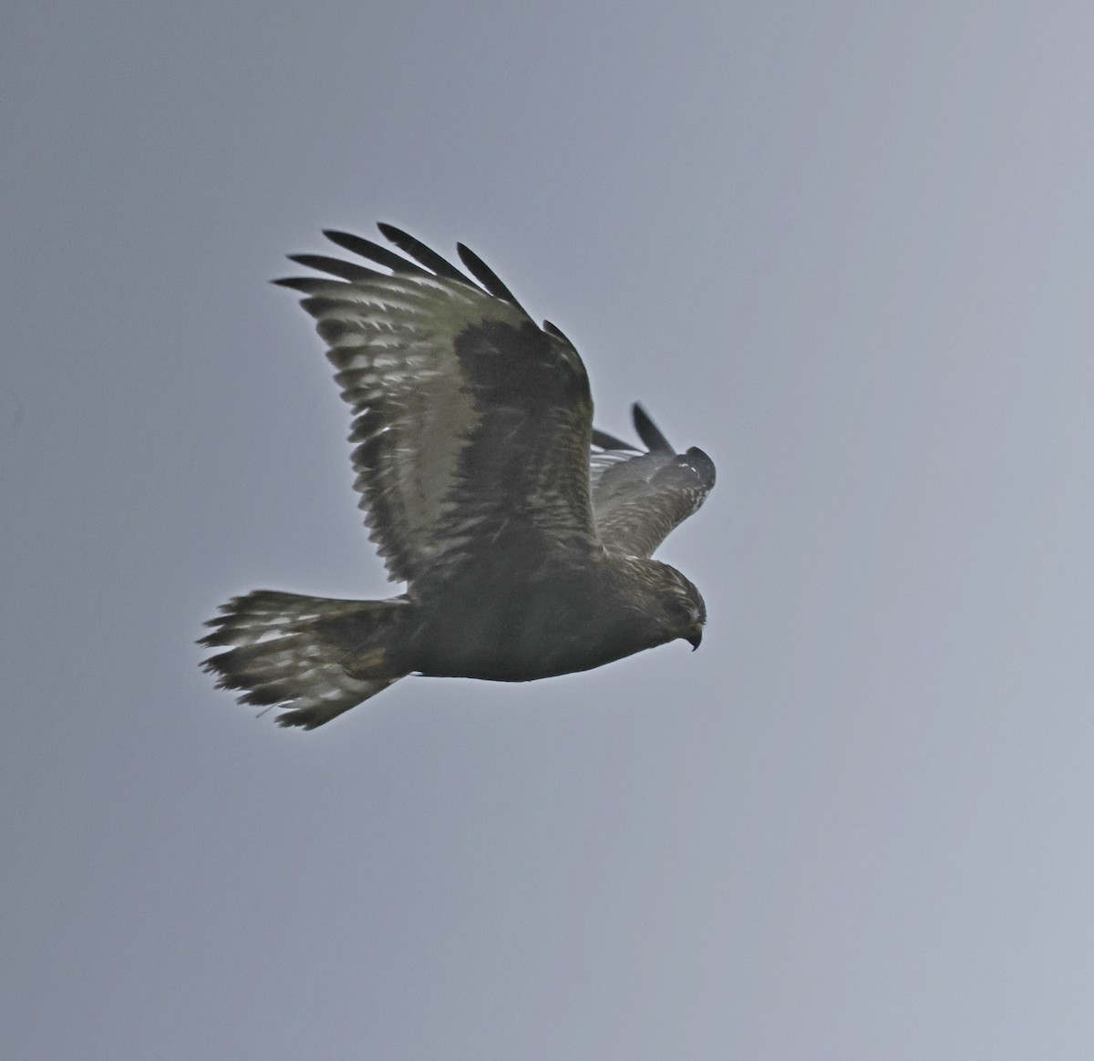 Rough-legged Hawk - ML644386031