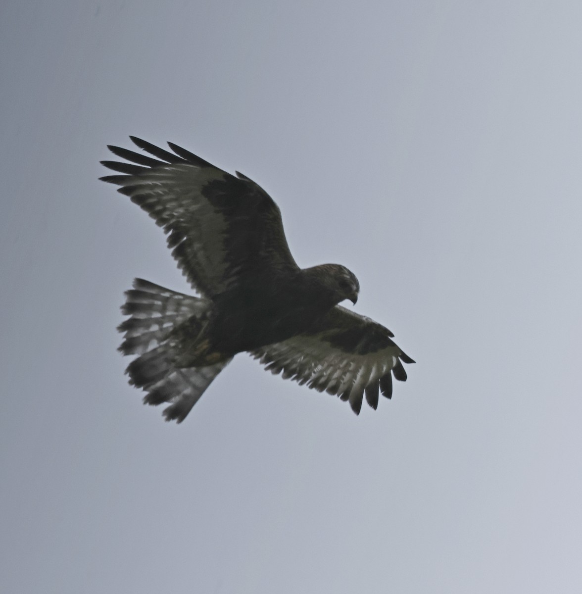 Rough-legged Hawk - ML644386032
