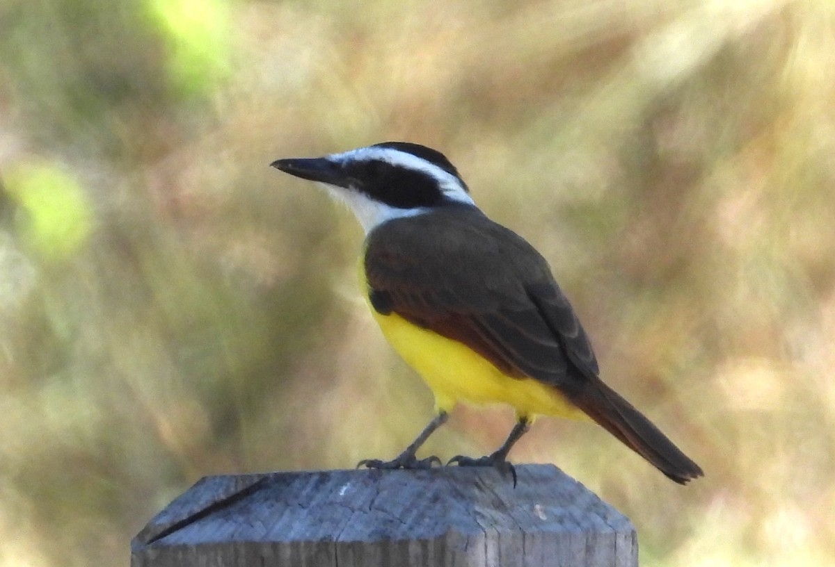 キバラオオタイランチョウ - ML644386035