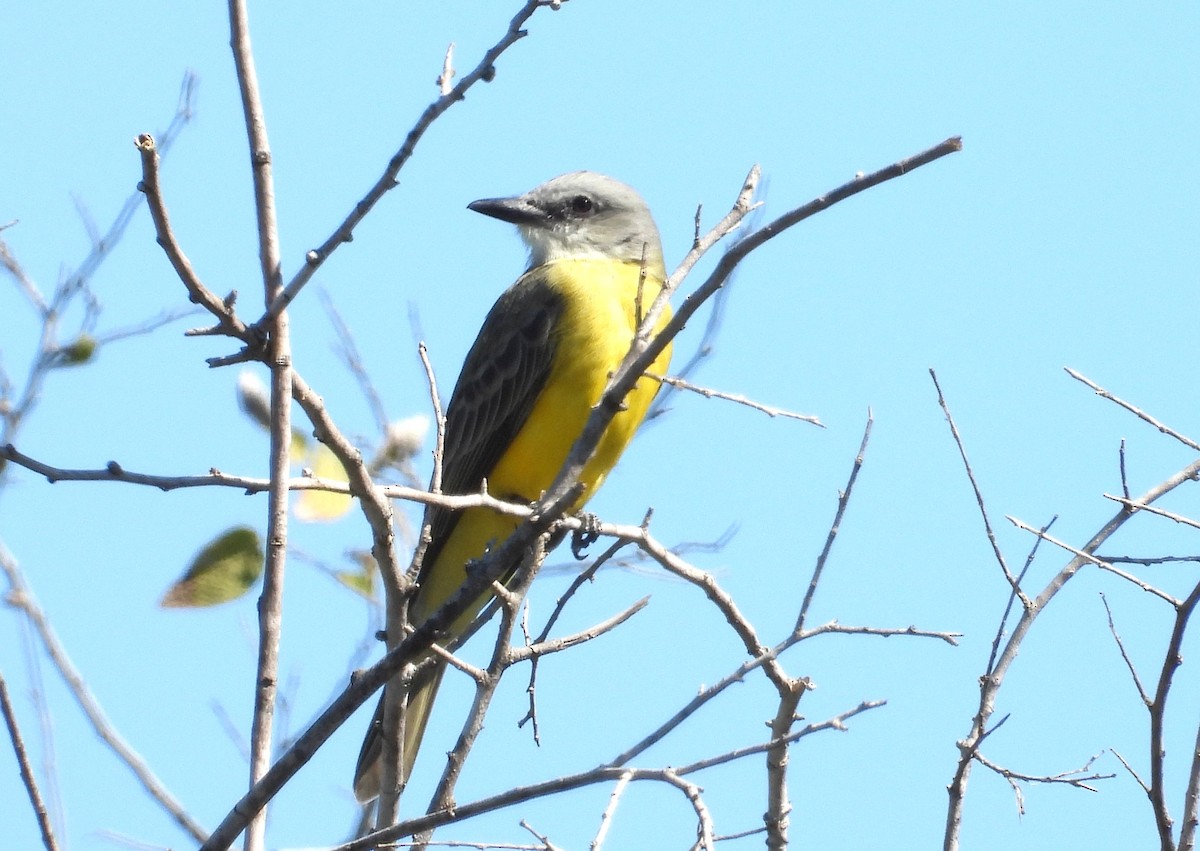 ヒガシオリーブタイランチョウ - ML644386048