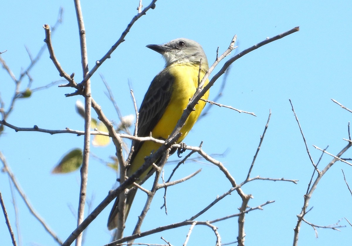 ヒガシオリーブタイランチョウ - ML644386049