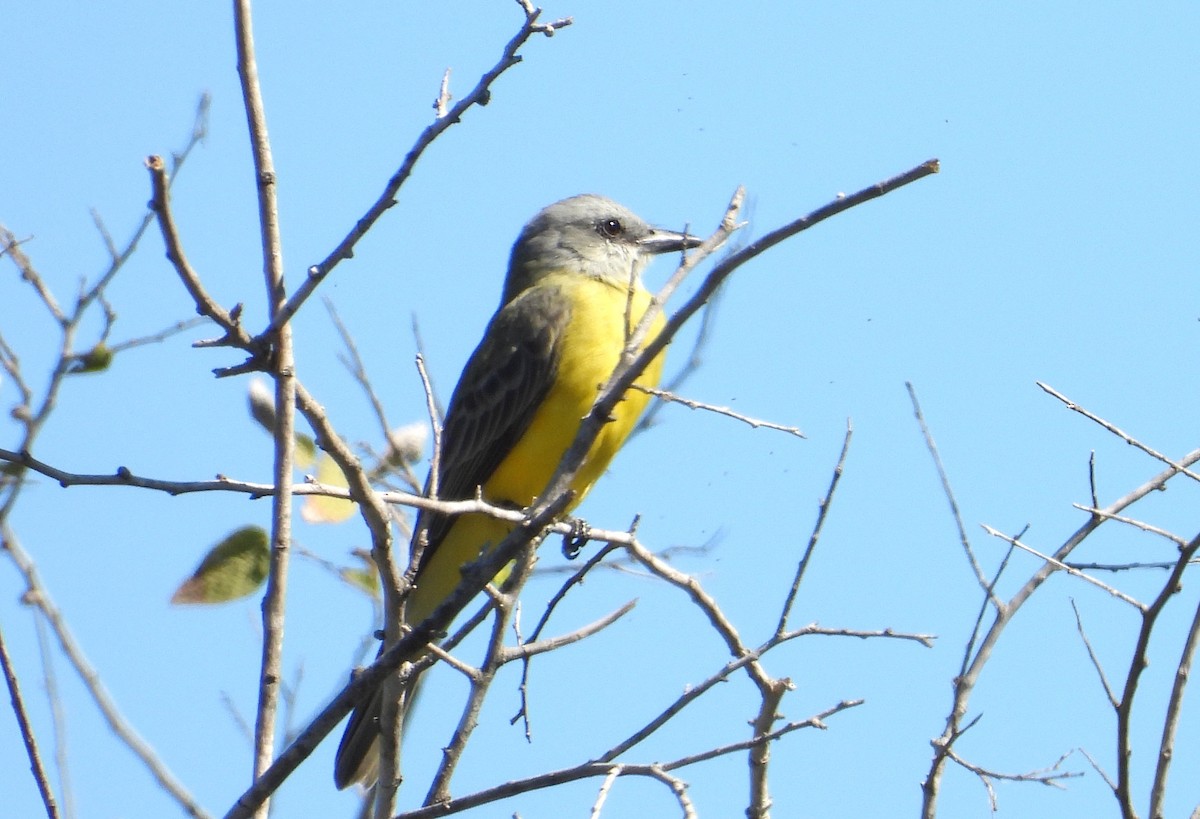 ヒガシオリーブタイランチョウ - ML644386050