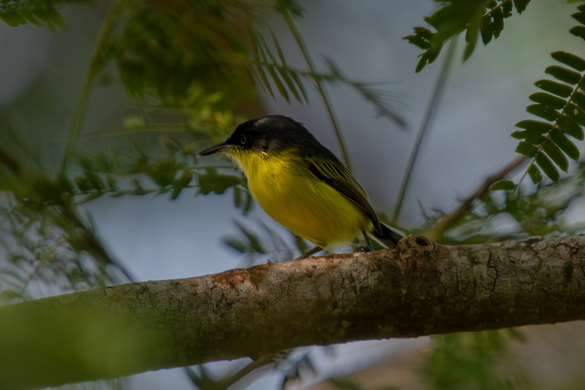 Common Tody-Flycatcher (cinereum Group) - ML644386052