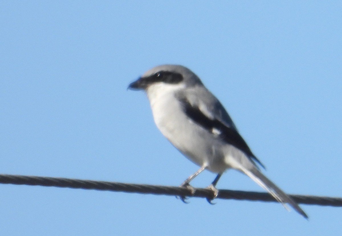 アメリカオオモズ - ML644386059