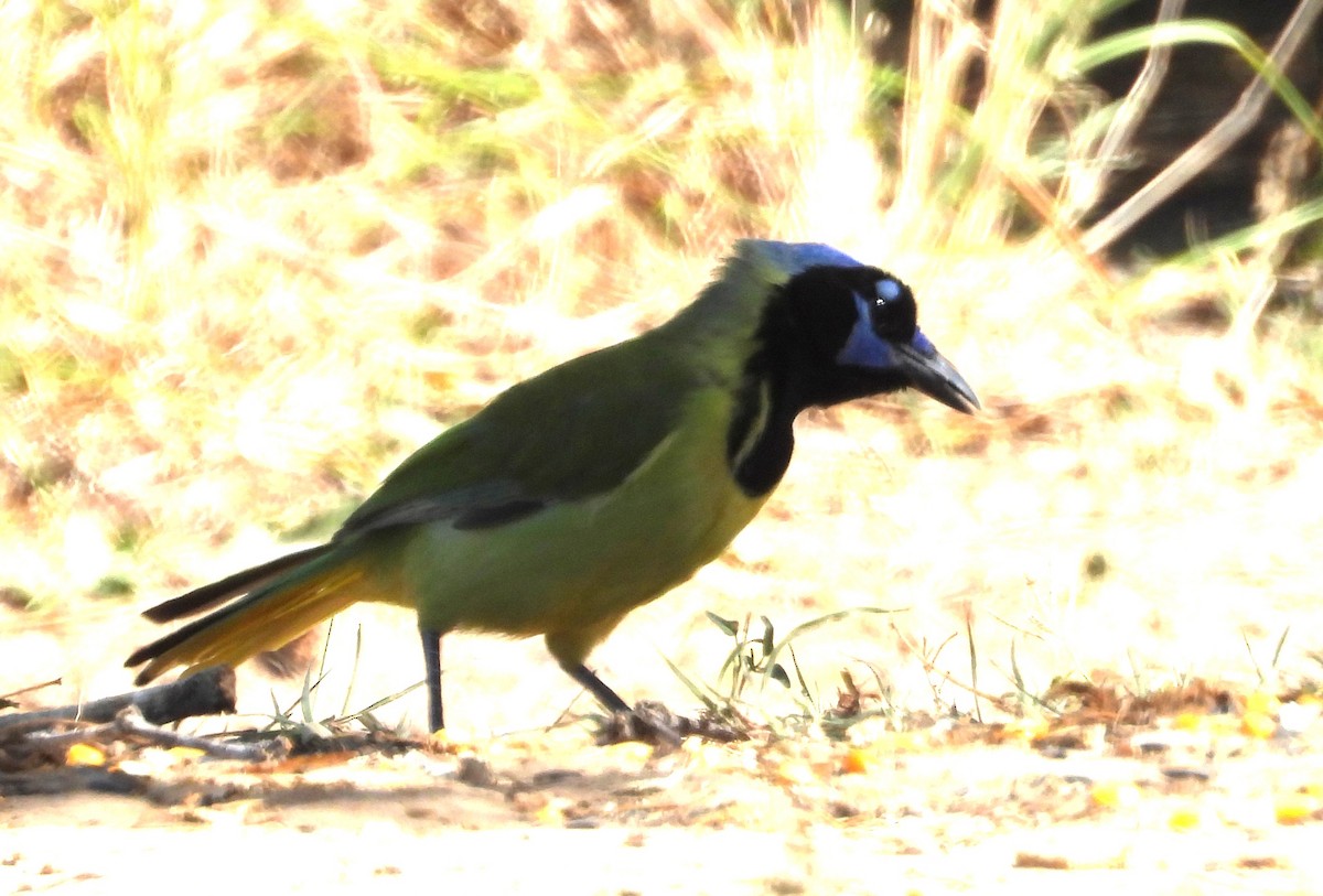 Inkablaurabe - ML644386070