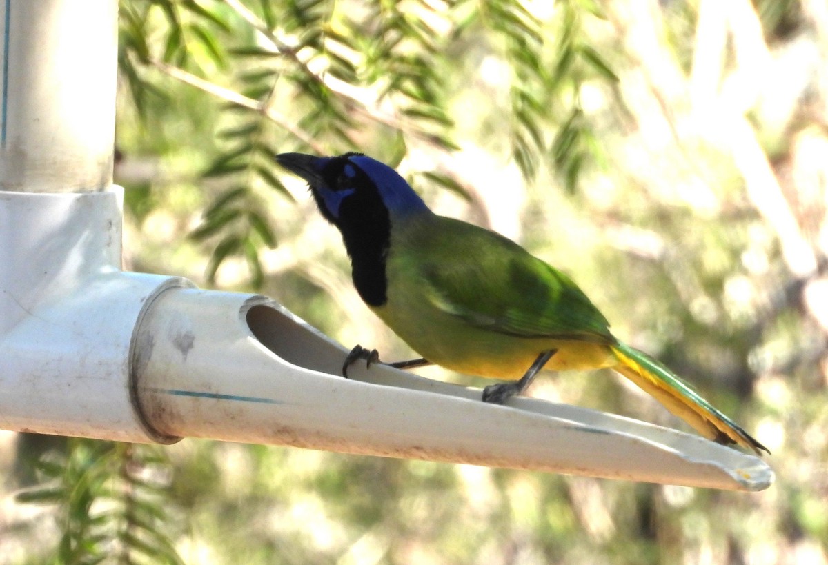 Inkablaurabe - ML644386071