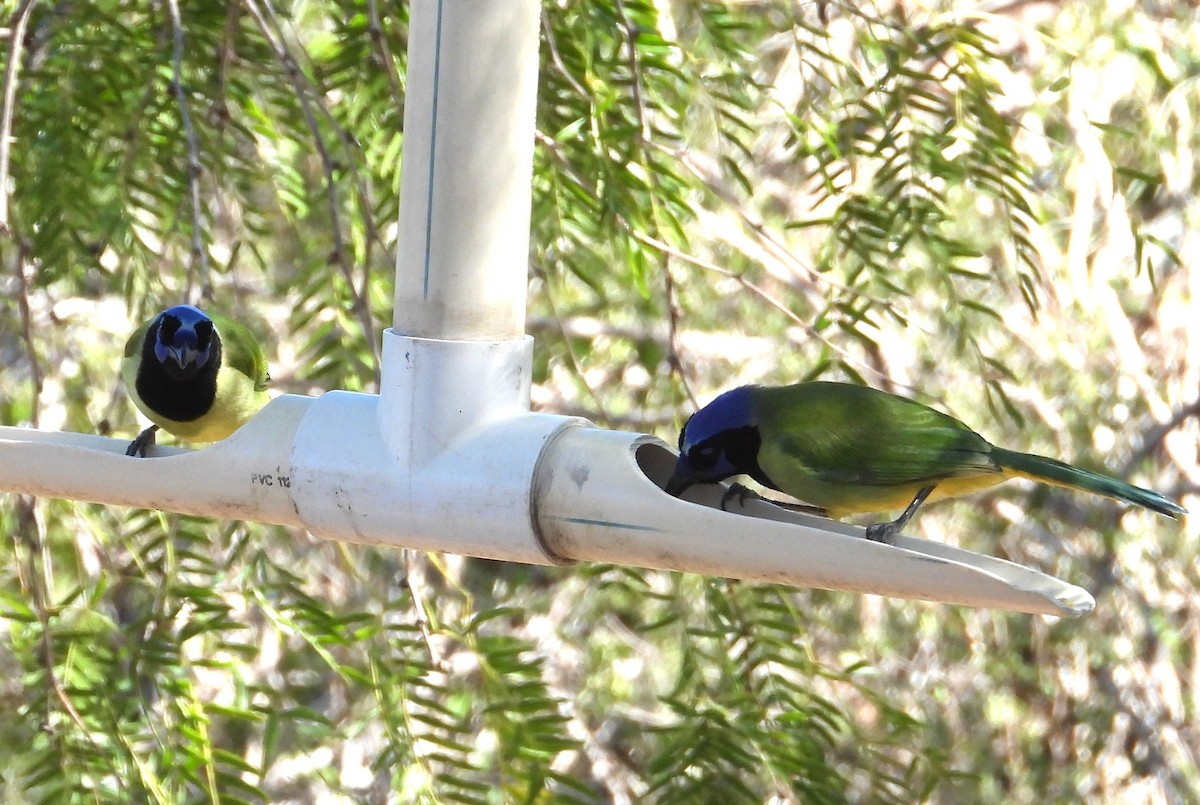 Inkablaurabe - ML644386072