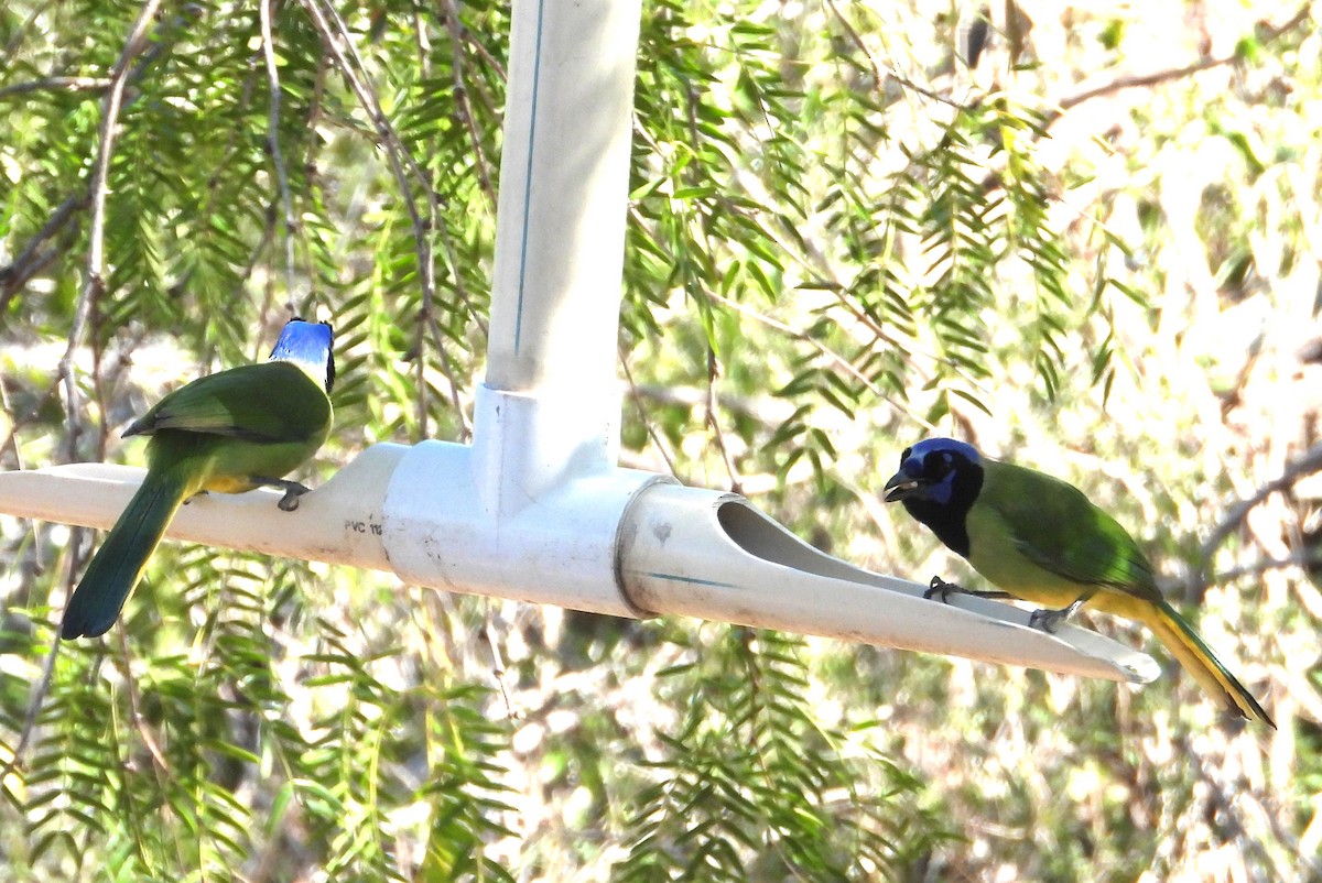 Inkablaurabe - ML644386073