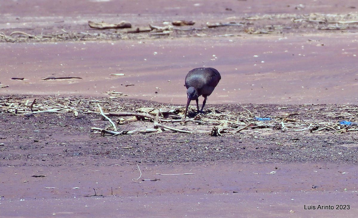 Hadada Ibis - ML644386092
