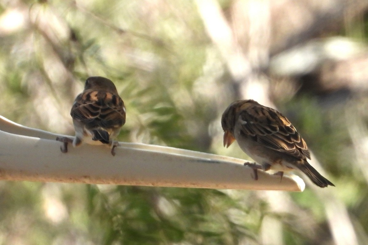 イエスズメ - ML644386093