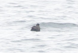 Boynuz Gagalı Alklet - ML644386094