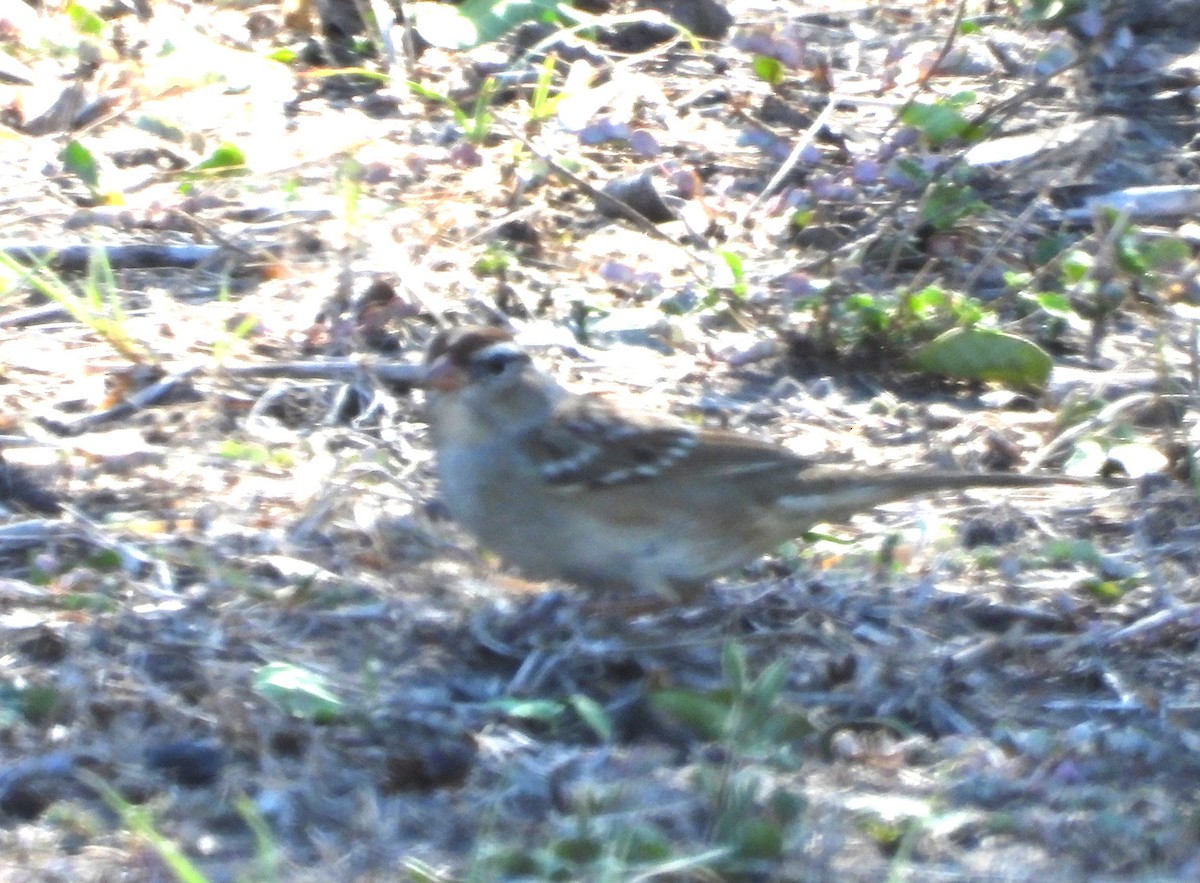 ミヤマシトド - ML644386101