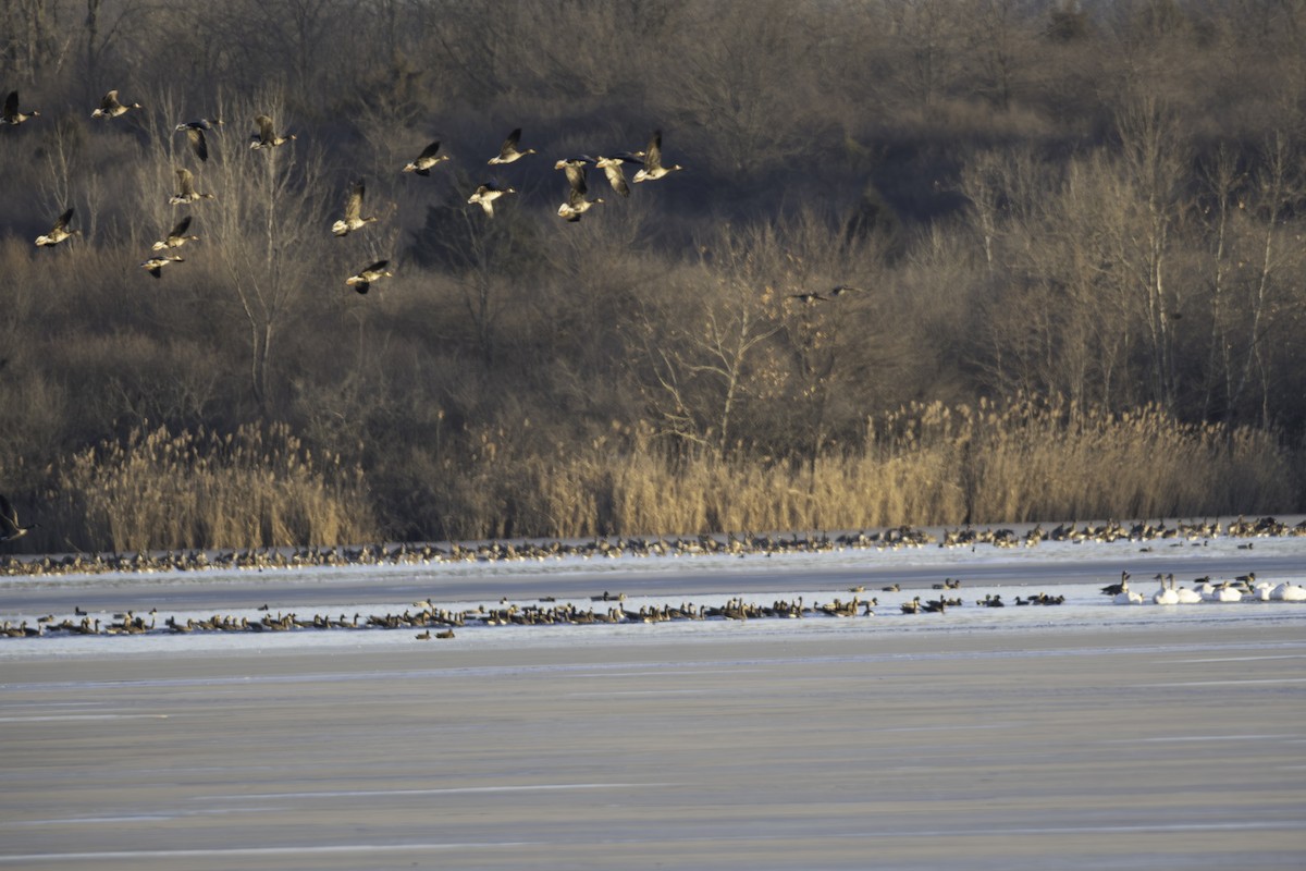 Канад галуу - ML644386108