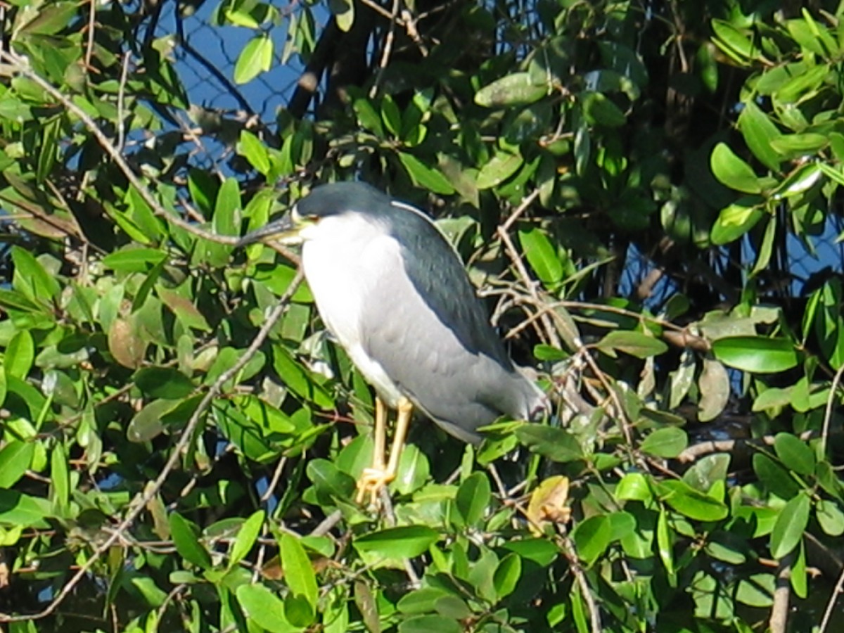 Black-crowned Night Heron - ML644386109