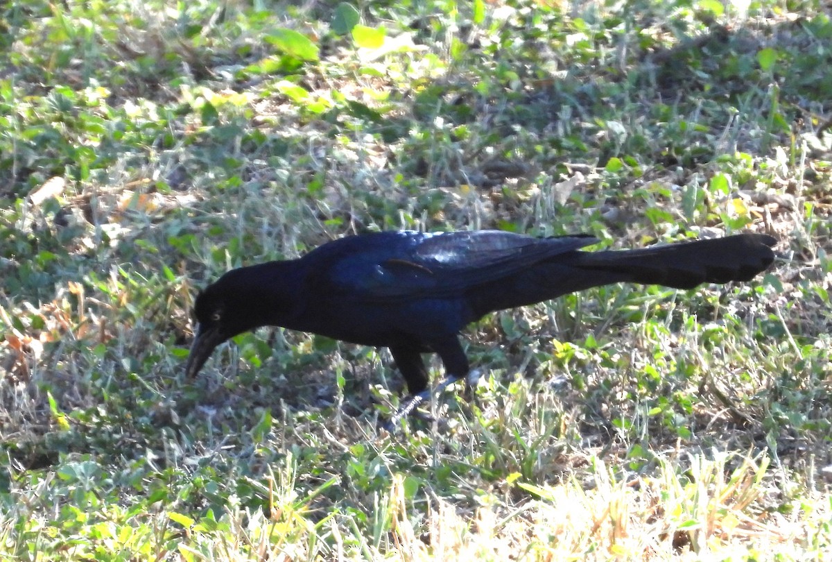 オナガクロムクドリモドキ（mexicanus グループ） - ML644386125