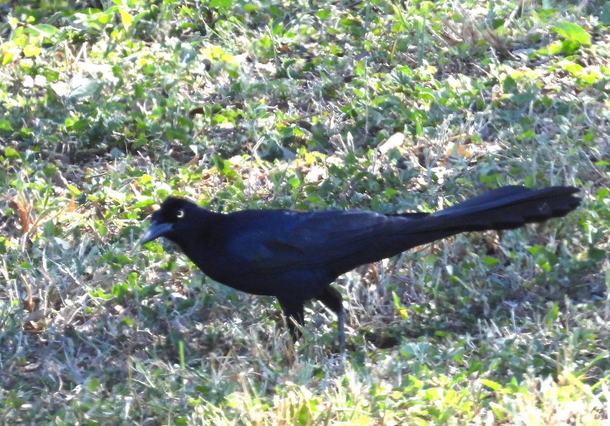 オナガクロムクドリモドキ（mexicanus グループ） - ML644386126