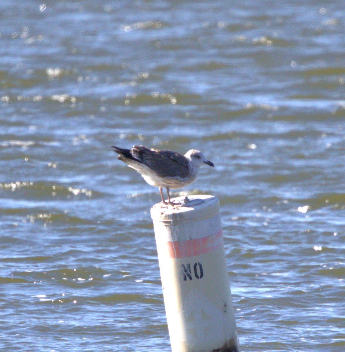 Lesser Black-backed Gull - ML644386127
