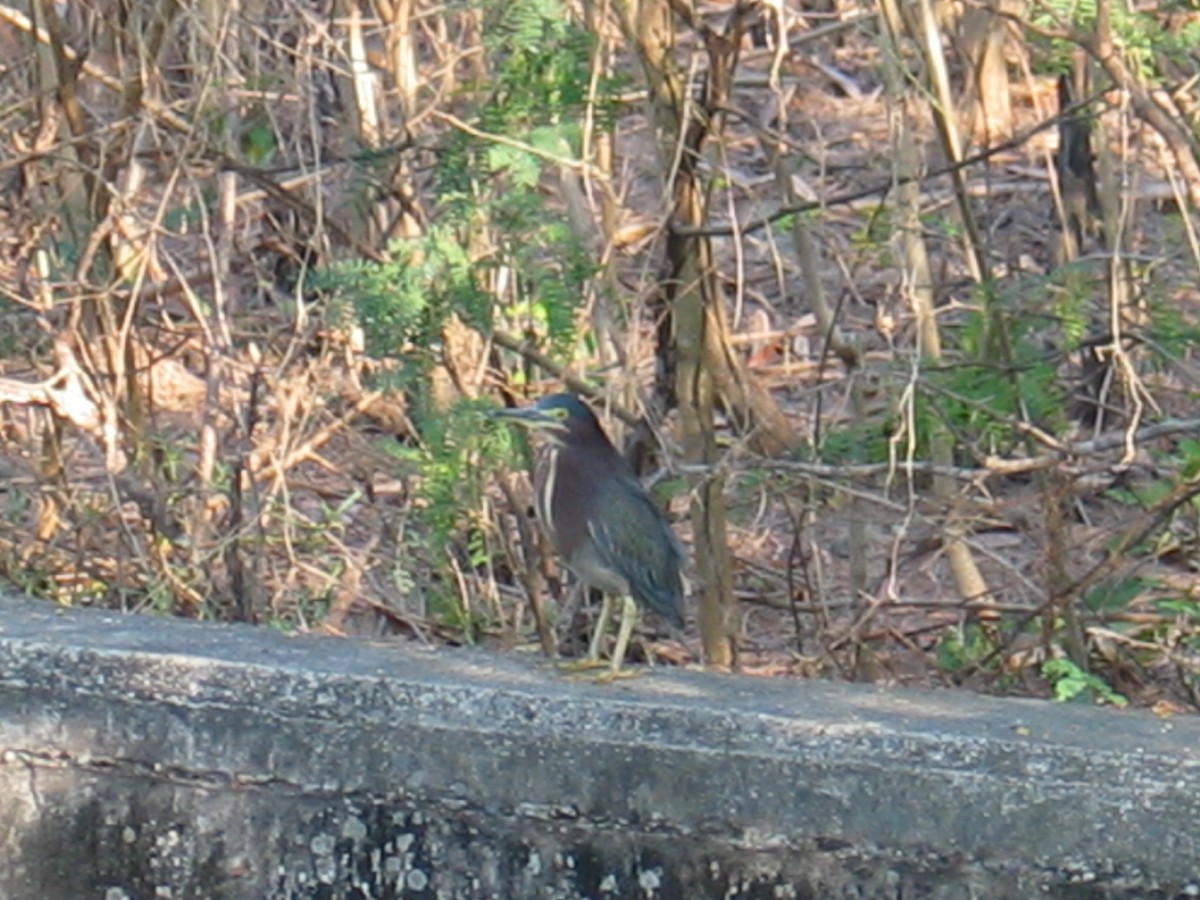 Green Heron - ML644386133