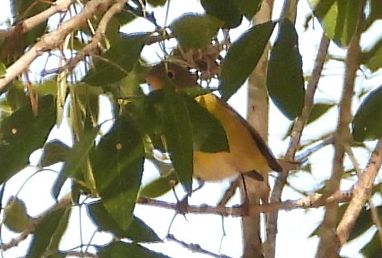 ズアカアメリカムシクイ - ML644386135