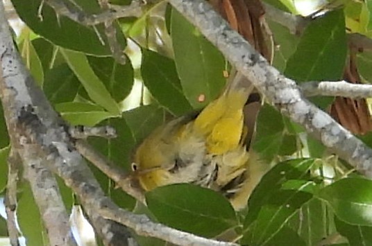 ズアカアメリカムシクイ - ML644386136