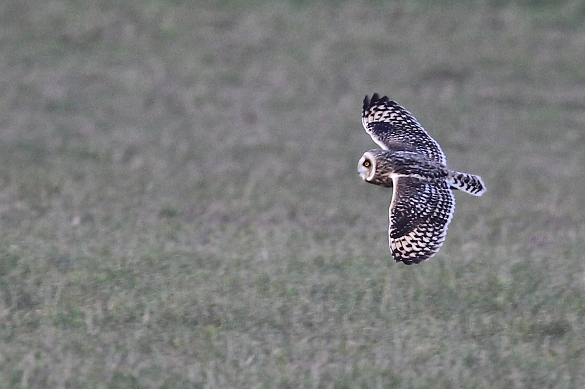 Zingira-hontza - ML644386138