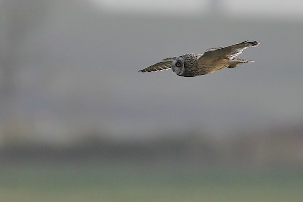 Zingira-hontza - ML644386139