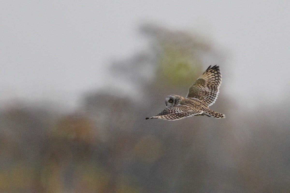 Zingira-hontza - ML644386140