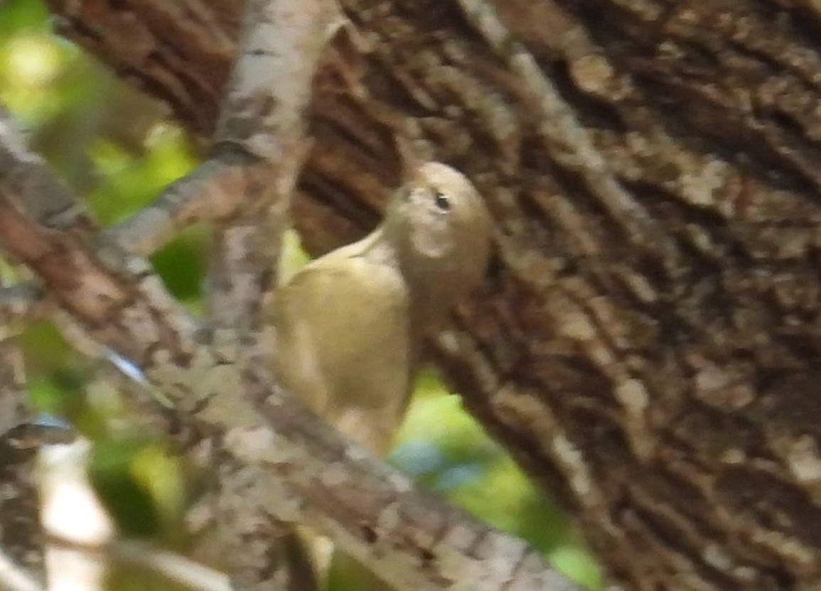 サメズアカアメリカムシクイ - ML644386142